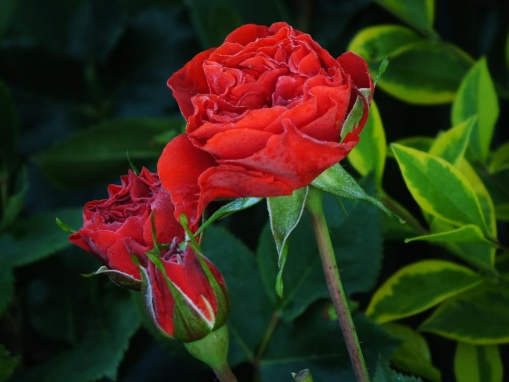 Photo of Rose (Rosa 'Brown Velvet') uploaded by sunnyvalley