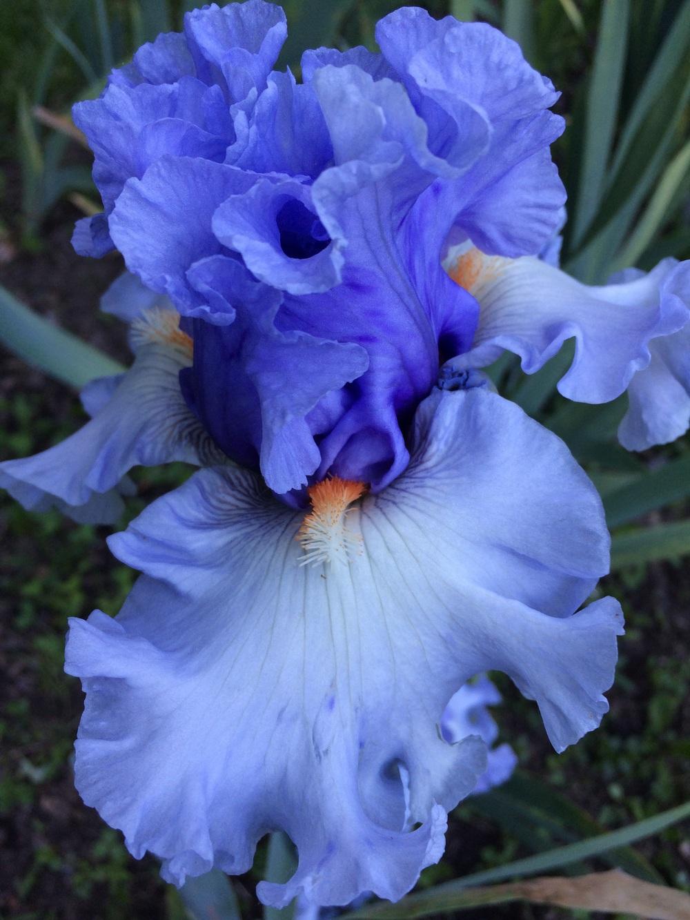 Photo of Tall Bearded Iris (Iris 'Dance Recital') uploaded by Lbsmitty