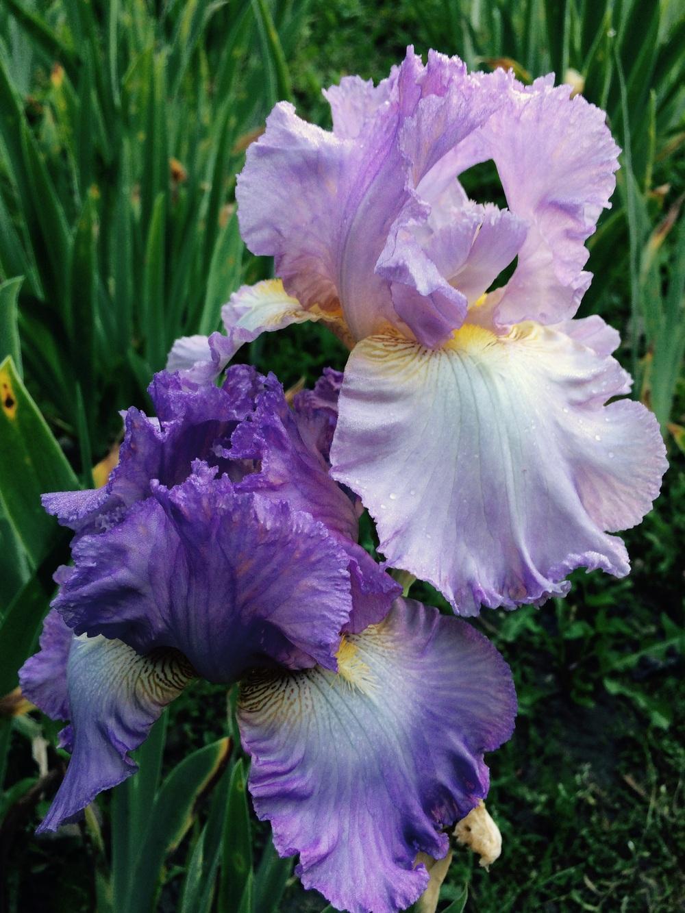Photo of Tall Bearded Iris (Iris 'Lace Jabot') uploaded by Lbsmitty