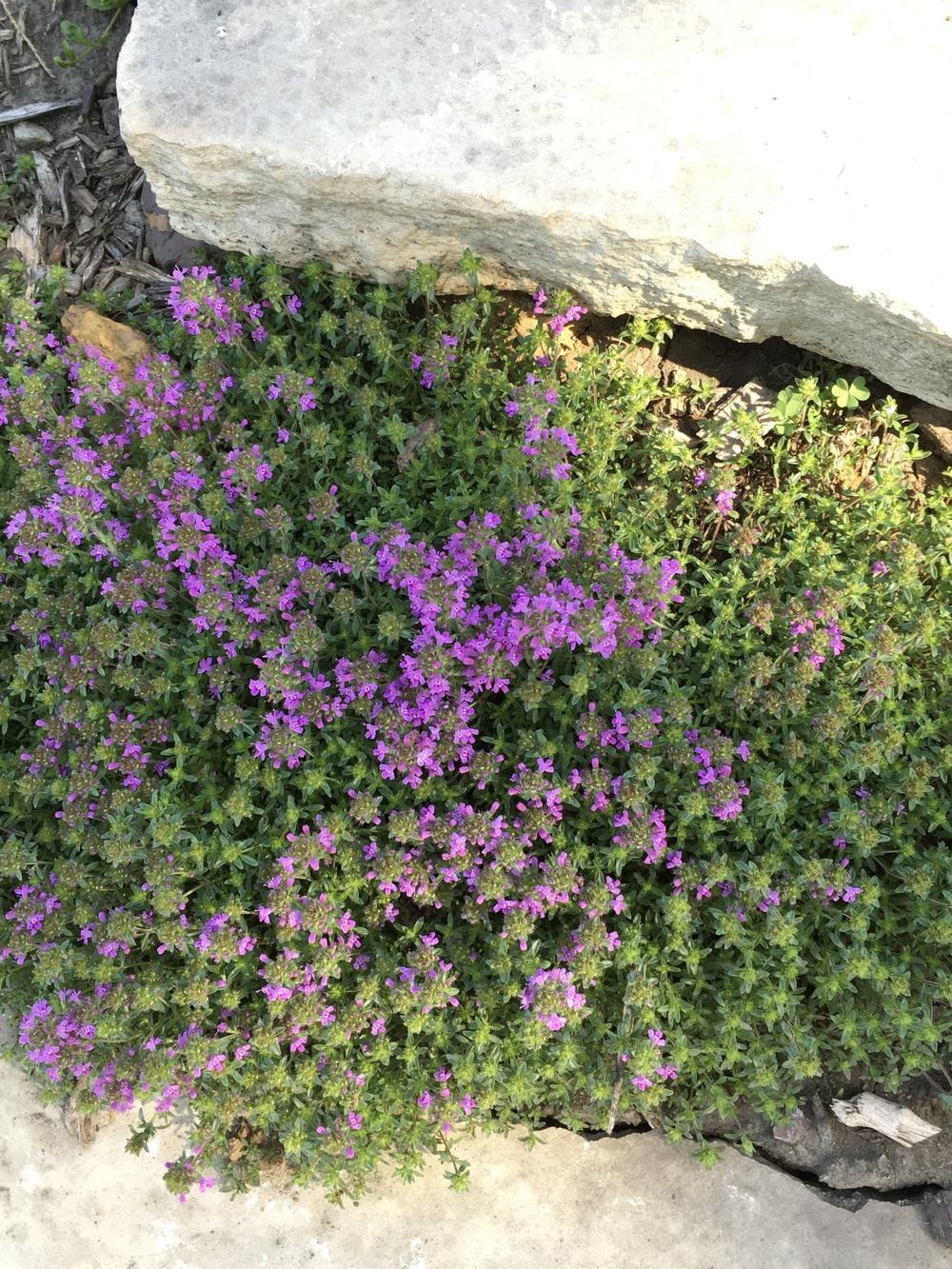 Photo of Red Creeping Thyme (Thymus praecox 'Coccineus') uploaded by Legalily