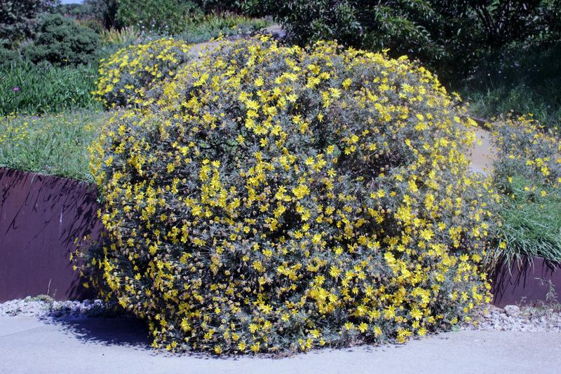 Photo of Yellow Bush Daisy (Euryops pectinatus) uploaded by RuuddeBlock