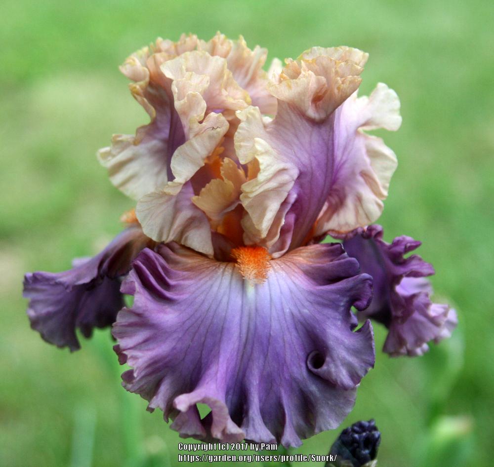 Photo of Tall Bearded Iris (Iris 'Photogenic') uploaded by Snork