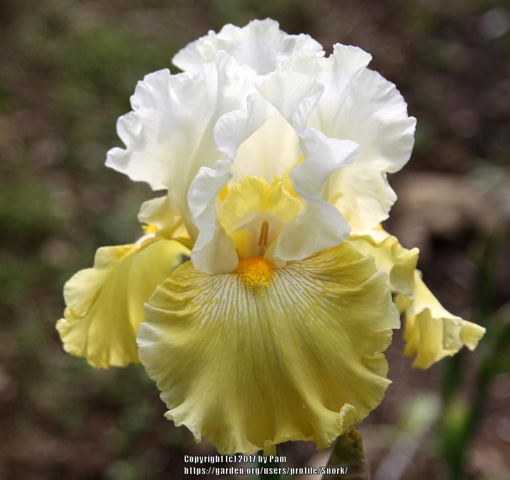 Photo of Tall Bearded Iris (Iris 'Kissed by the Sun') uploaded by Snork