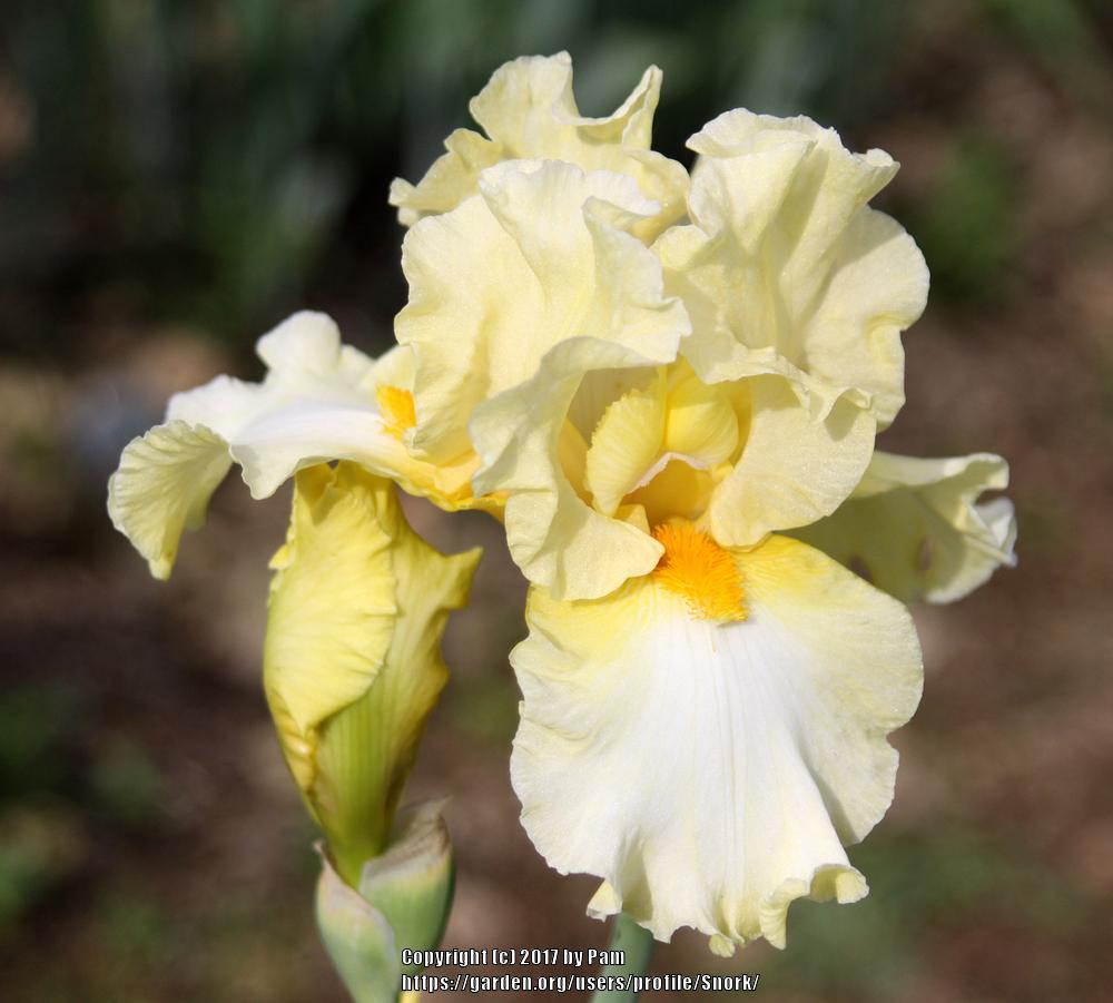 Photo of Tall Bearded Iris (Iris 'New Rules') uploaded by Snork