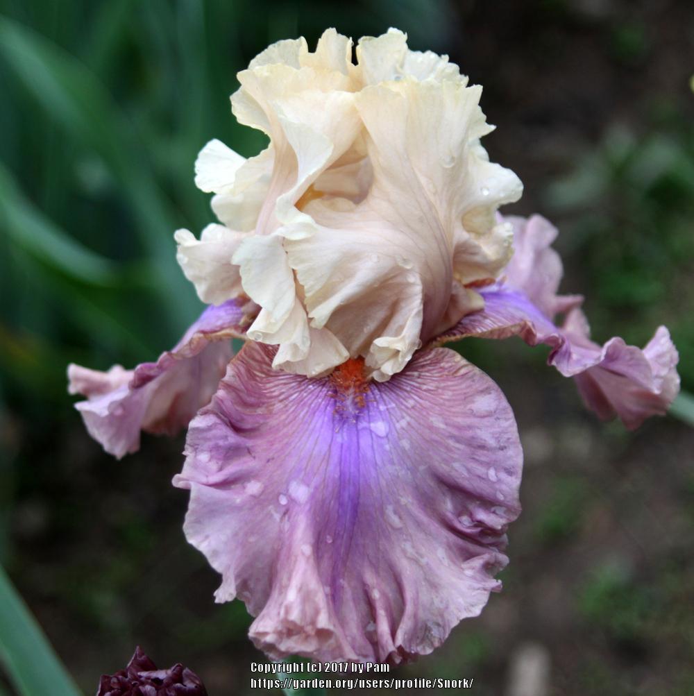 Photo of Tall Bearded Iris (Iris 'Show Your Colours') uploaded by Snork