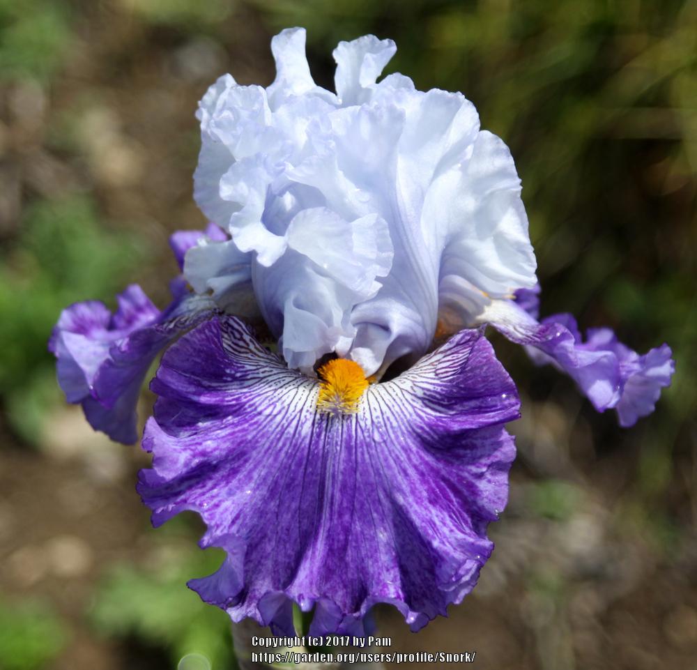 Photo of Tall Bearded Iris (Iris 'Katarina') uploaded by Snork