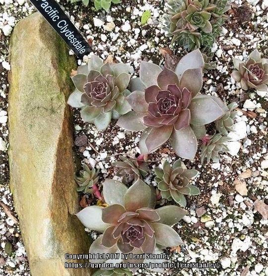 Photo of Hen and Chicks (Sempervivum 'Pacific Clydesdale') uploaded by TerriStanley