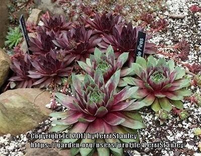 Photo of Hen and Chicks (Sempervivum 'Jungle Fires') uploaded by TerriStanley