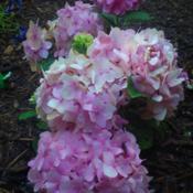 Pink blooms now. I added spagnum peat moss to the soil, so hoping