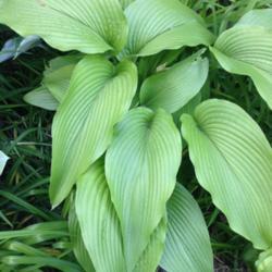Location: Apple Valley MN
Date: 2017-06-06
Hosta Grand Canyon