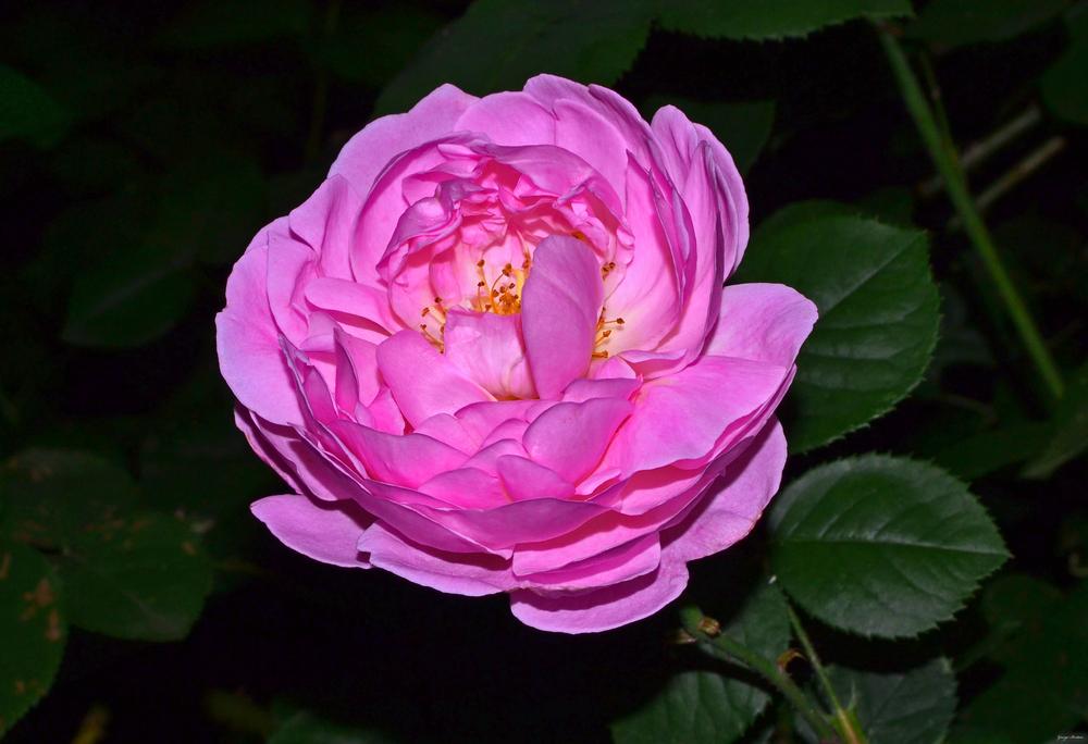 Photo of English Shrub Rose (Rosa 'Constance Spry') uploaded by dawiz1753