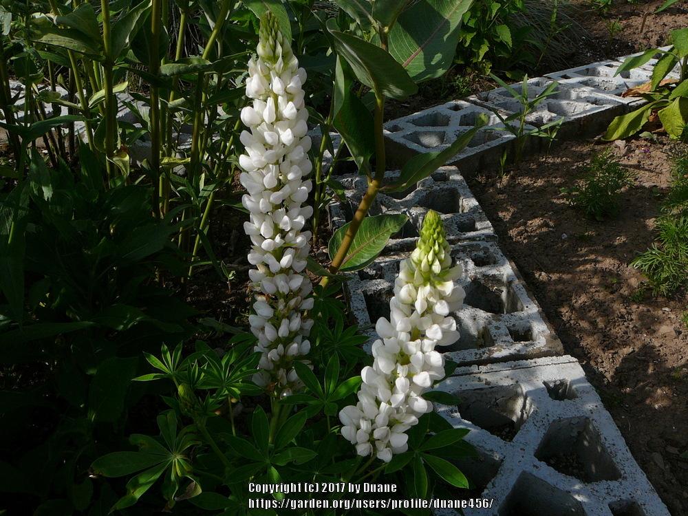 Photo of Lupine (Lupinus 'Noble Maiden') uploaded by duane456