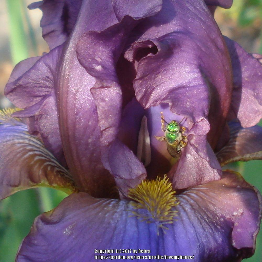 Photo of Tall Bearded Iris (Iris 'Cantina') uploaded by lovemyhouse