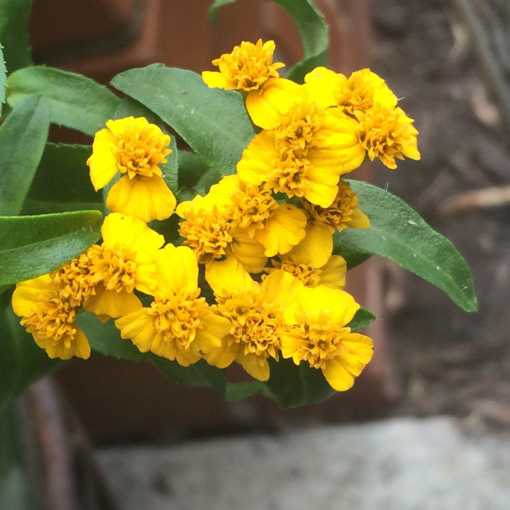 Photo of Mexican Mint Marigold (Tagetes lucida) uploaded by nativeplantlover