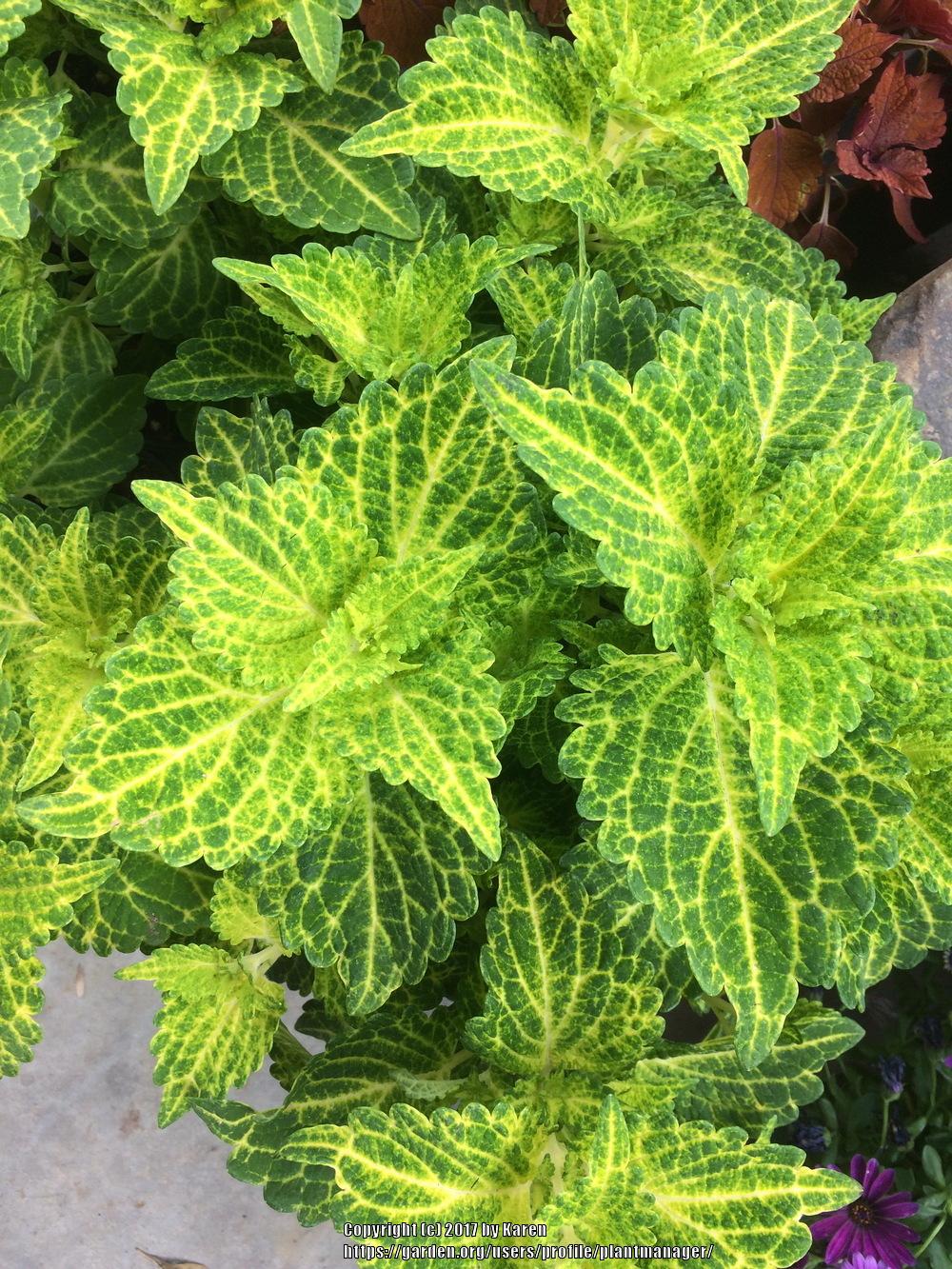 Photo of Coleus (Coleus scutellarioides Electric Lime®) uploaded by plantmanager