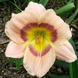Location: My garden, Grapevine, TX
Date: June 2017
A perky big bloom on a little daylily
