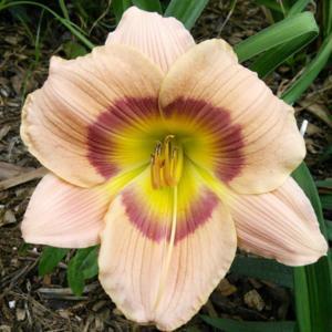 A perky big bloom on a little daylily