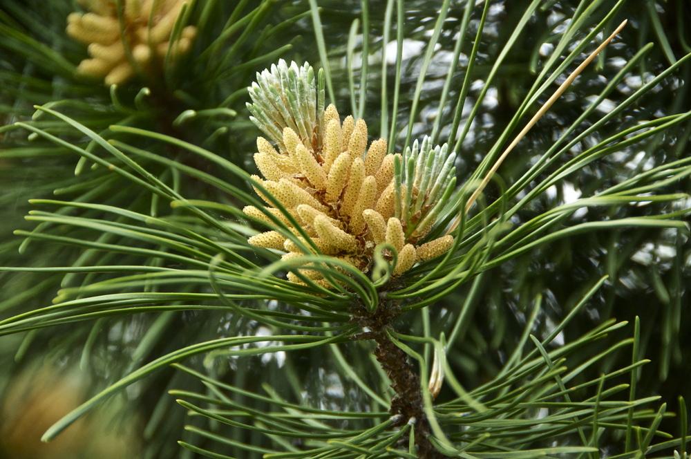 Photo of Mugo Pine (Pinus mugo 'Tannenbaum') uploaded by Fleur569
