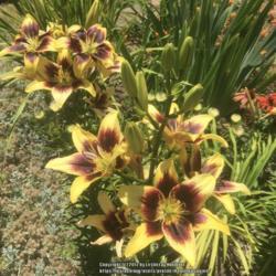 Location: Hamilton Square Garden, Historic City Cemetery, Sacramento CA.
Date: 2017-06-06
Much better flowering and color in this second year.