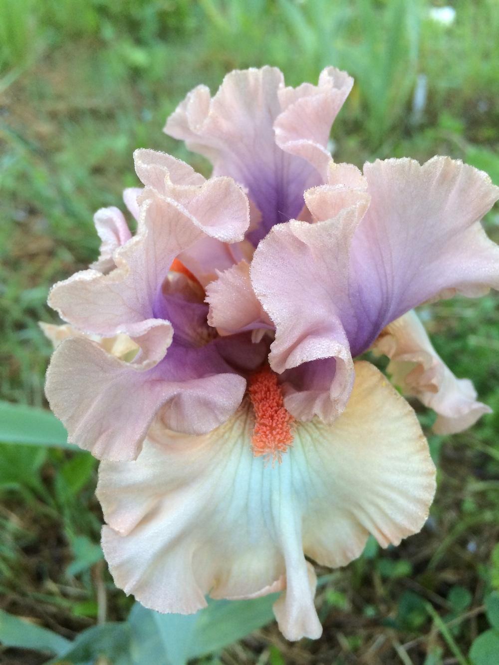 Photo of Tall Bearded Iris (Iris 'La Scala') uploaded by Lbsmitty