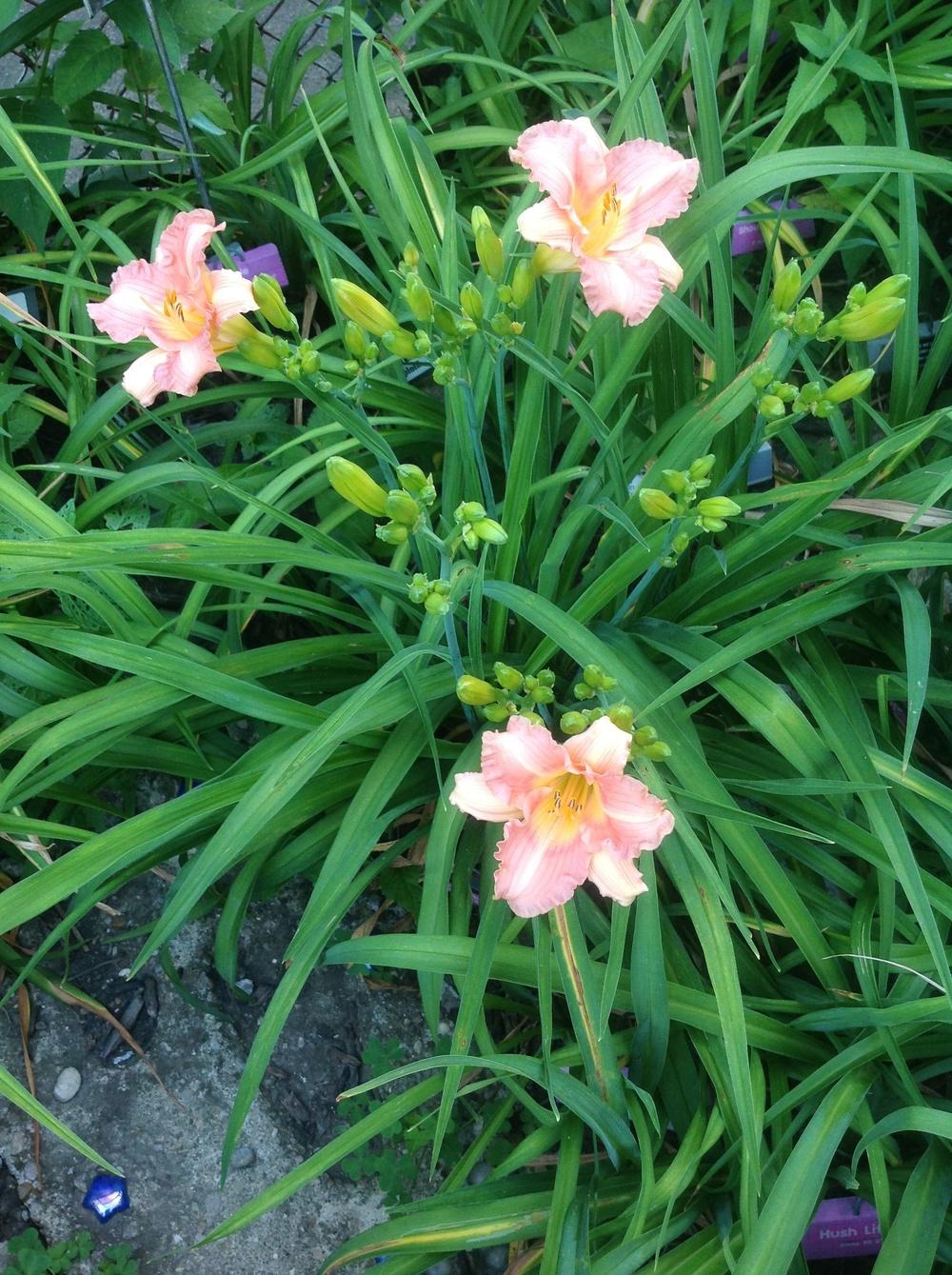 Photo of Daylily (Hemerocallis 'One After Another') uploaded by Lilydaydreamer