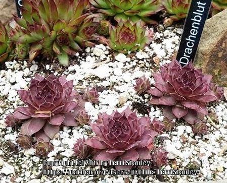 Photo of Hen and Chicks (Sempervivum 'Drachenblut') uploaded by TerriStanley