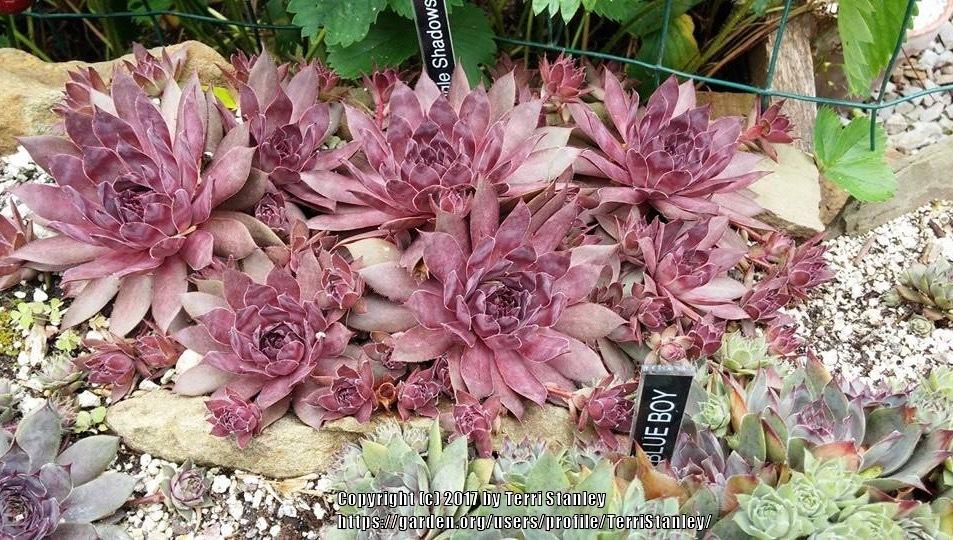 Photo of Hen and Chicks (Sempervivum 'Jungle Shadows') uploaded by TerriStanley
