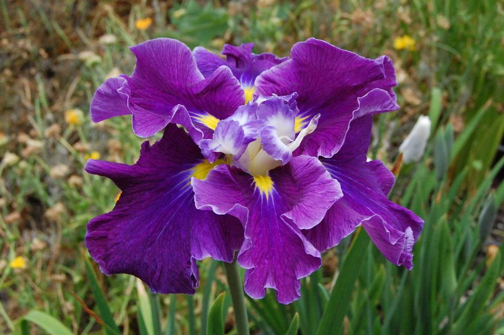 Photo of Japanese Iris (Iris ensata 'Frosted Intrigue') uploaded by coboro