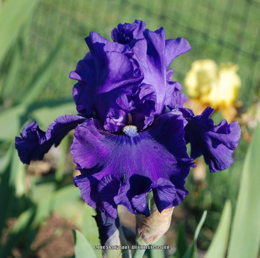 Photo of Tall Bearded Iris (Iris 'Indigo Princess') uploaded by lovemyhouse