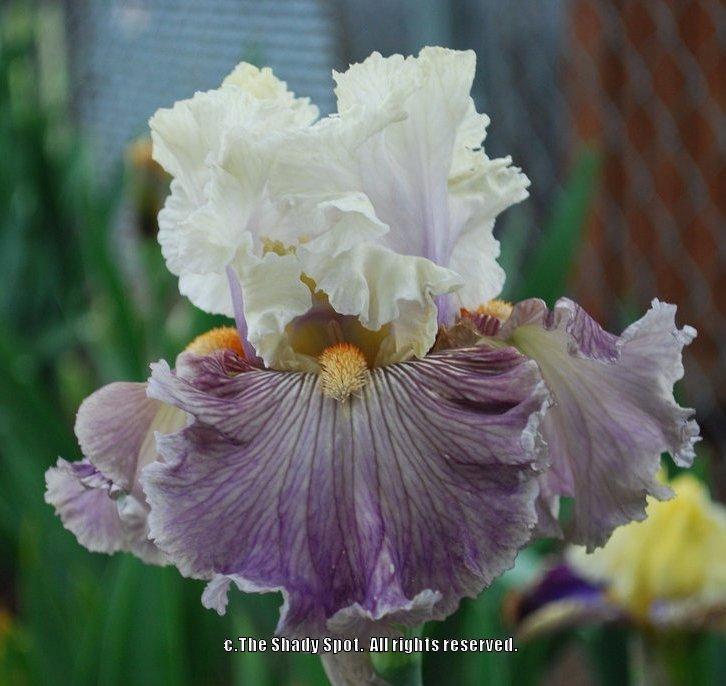 Photo of Tall Bearded Iris (Iris 'Juicy Rumours') uploaded by lovemyhouse