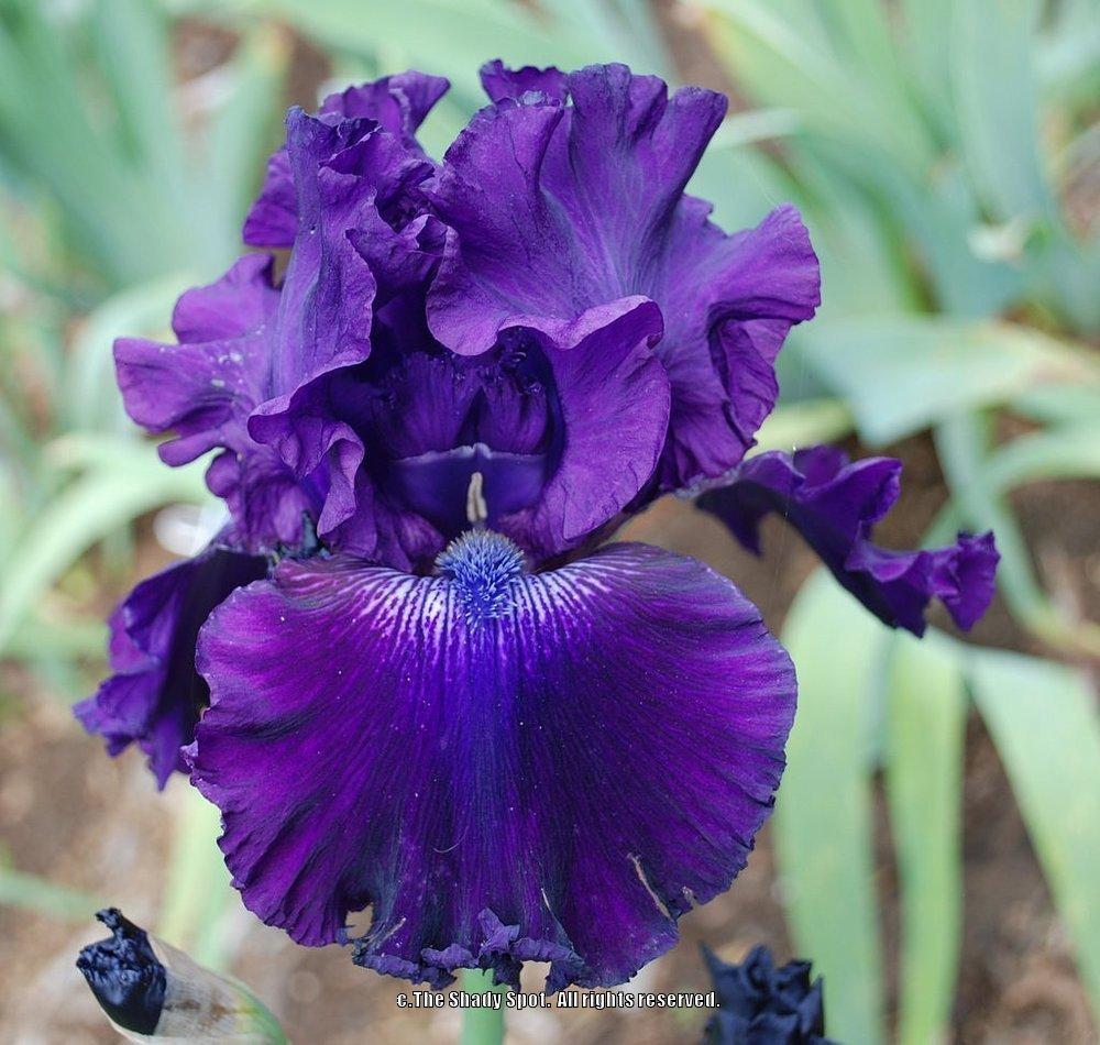 Photo of Tall Bearded Iris (Iris 'Hollywood Nights') uploaded by lovemyhouse
