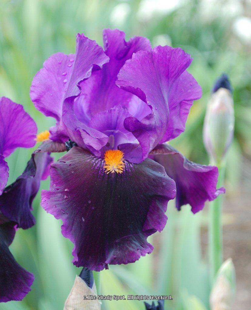 Photo of Tall Bearded Iris (Iris 'Local Color') uploaded by lovemyhouse