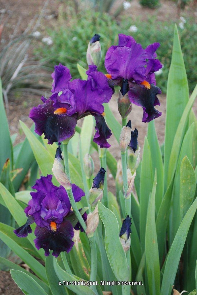 Photo of Tall Bearded Iris (Iris 'Local Color') uploaded by lovemyhouse