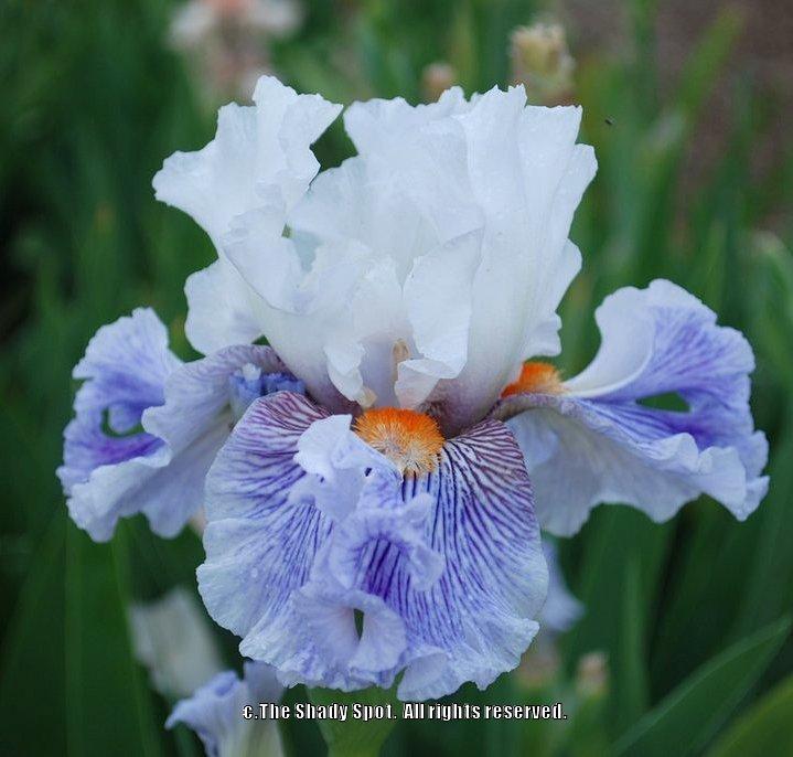 Photo of Tall Bearded Iris (Iris 'Maypearl') uploaded by lovemyhouse