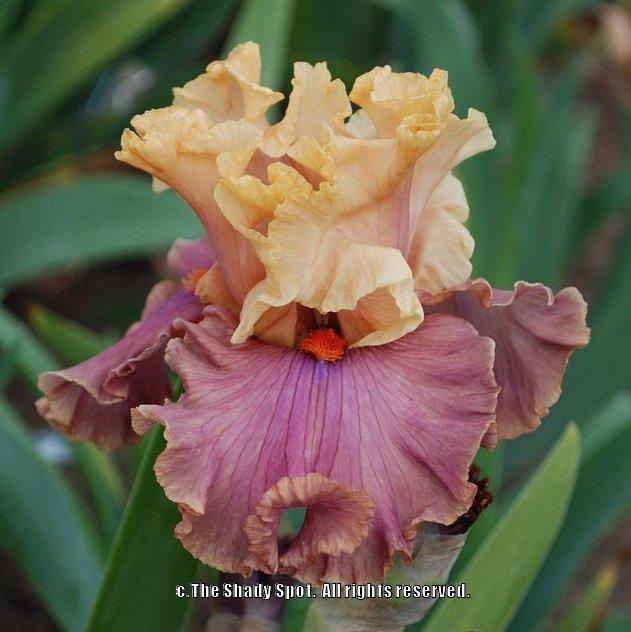 Photo of Tall Bearded Iris (Iris 'Glamazon') uploaded by lovemyhouse