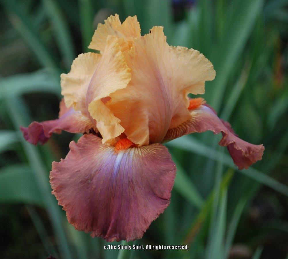 Photo of Tall Bearded Iris (Iris 'Life of Riley') uploaded by lovemyhouse