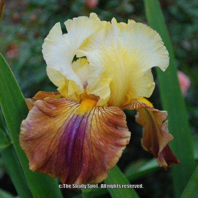 Photo of Tall Bearded Iris (Iris 'Mayan Mysteries') uploaded by lovemyhouse