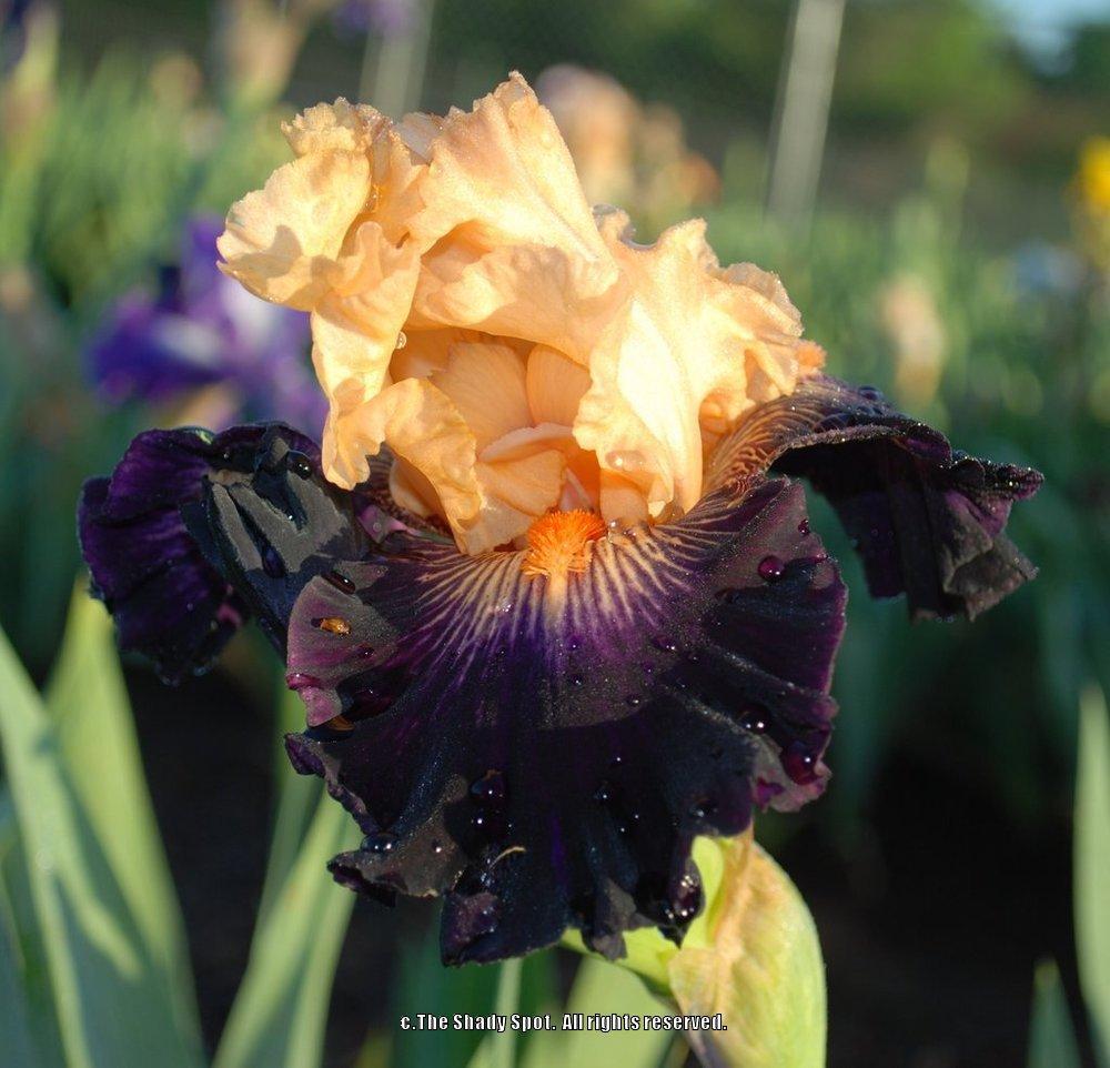 Photo of Tall Bearded Iris (Iris 'Greatest Show on Earth') uploaded by lovemyhouse
