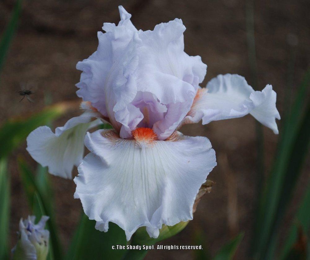 Photo of Tall Bearded Iris (Iris 'Fire and Ice') uploaded by lovemyhouse