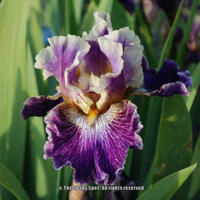 Photo of Tall Bearded Iris (Iris 'Let's Be Friends') uploaded by lovemyhouse
