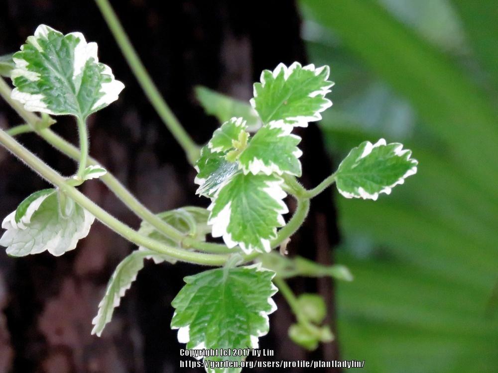 Photo of Variegated Mintleaf (Plectranthus madagascariensis 'Variegated Mintleaf') uploaded by plantladylin