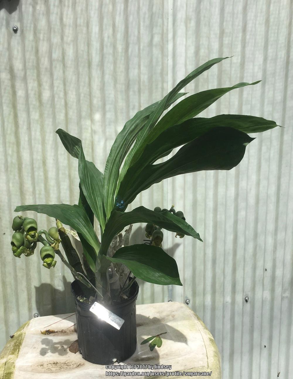 Photo of Orchid (Catasetum expansum) uploaded by sugarcane