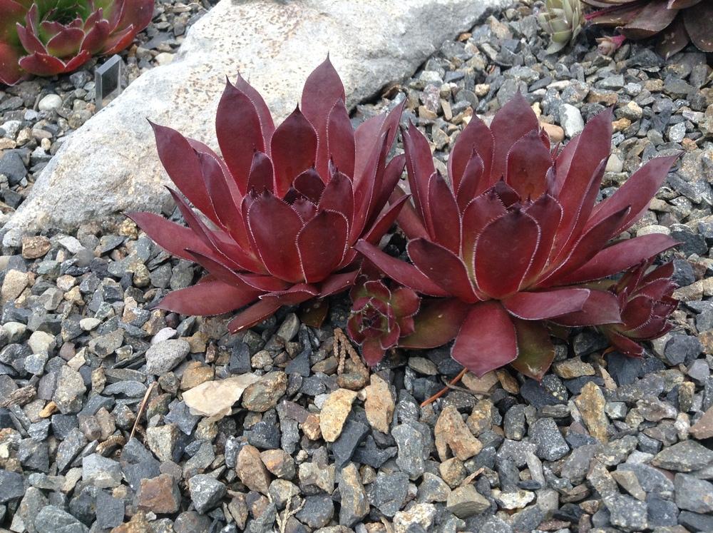Photo of Hen and Chick (Sempervivum 'Big Six-O') uploaded by tcstoehr