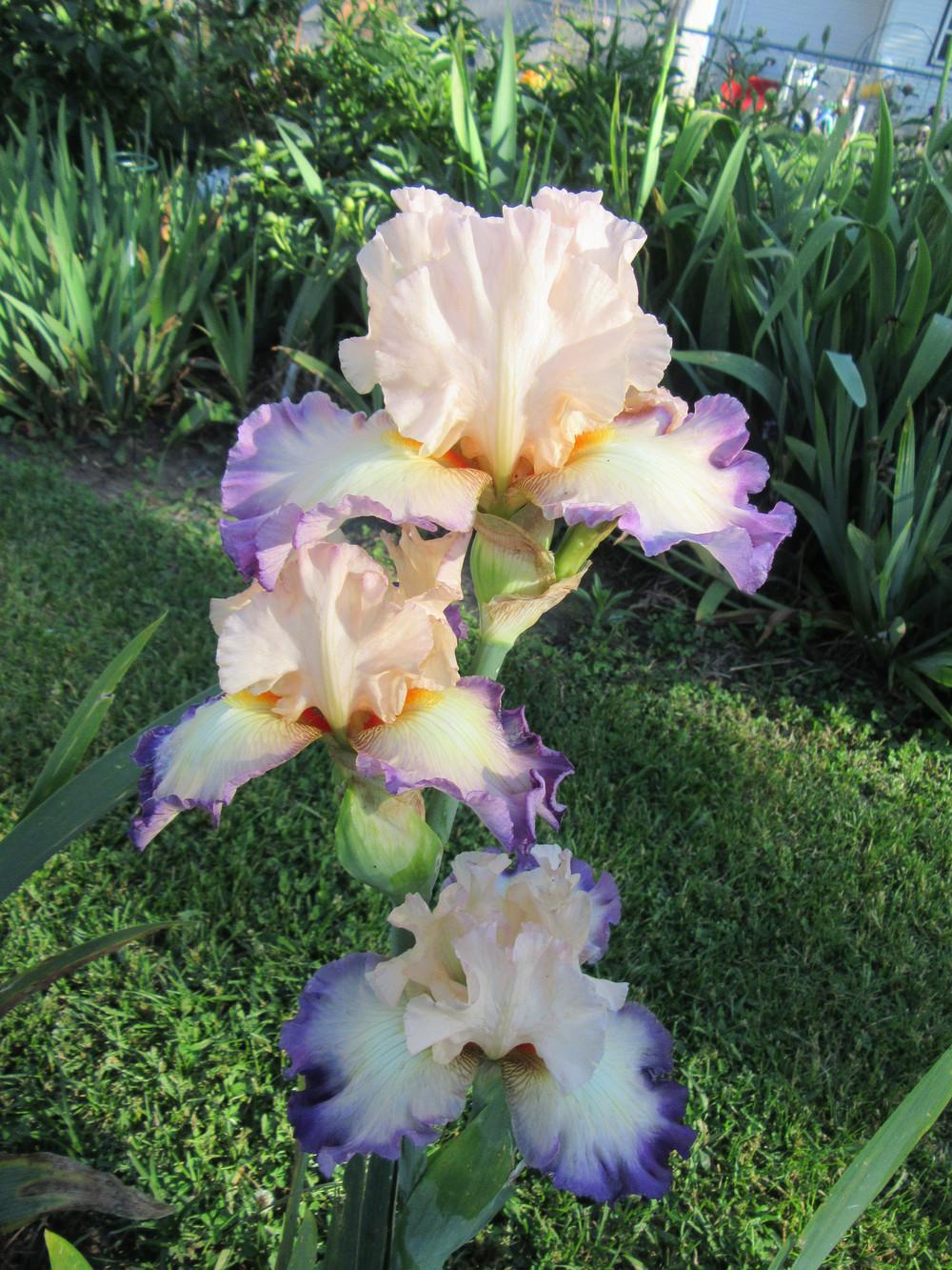 Photo of Tall Bearded Iris (Iris 'Ginny Mitchell') uploaded by tveguy3