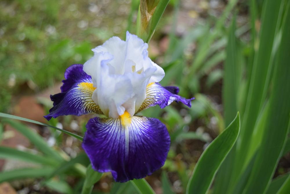 Photo of Tall Bearded Iris (Iris 'Flash of Light') uploaded by Dachsylady86