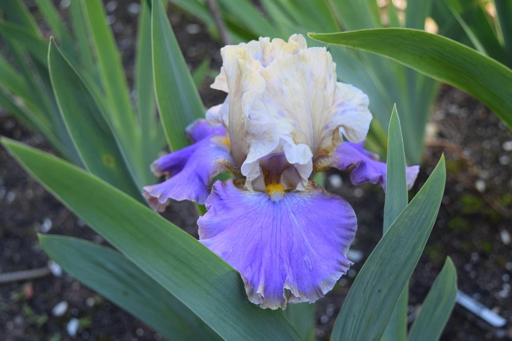 Photo of Tall Bearded Iris (Iris 'Waves of Joy') uploaded by Dachsylady86