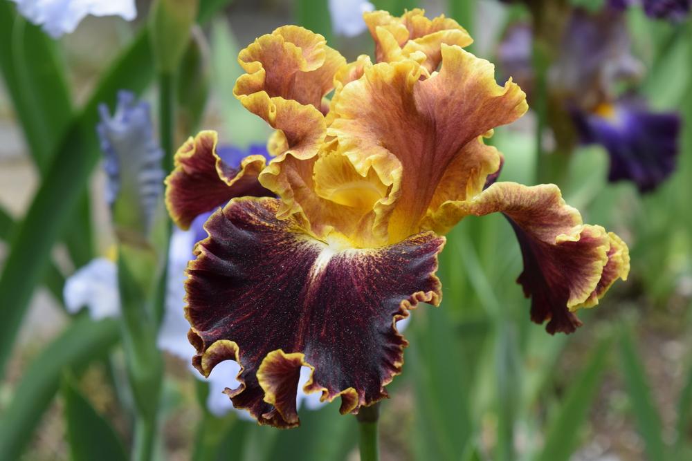 Photo of Tall Bearded Iris (Iris 'Volcanic Glow') uploaded by Dachsylady86