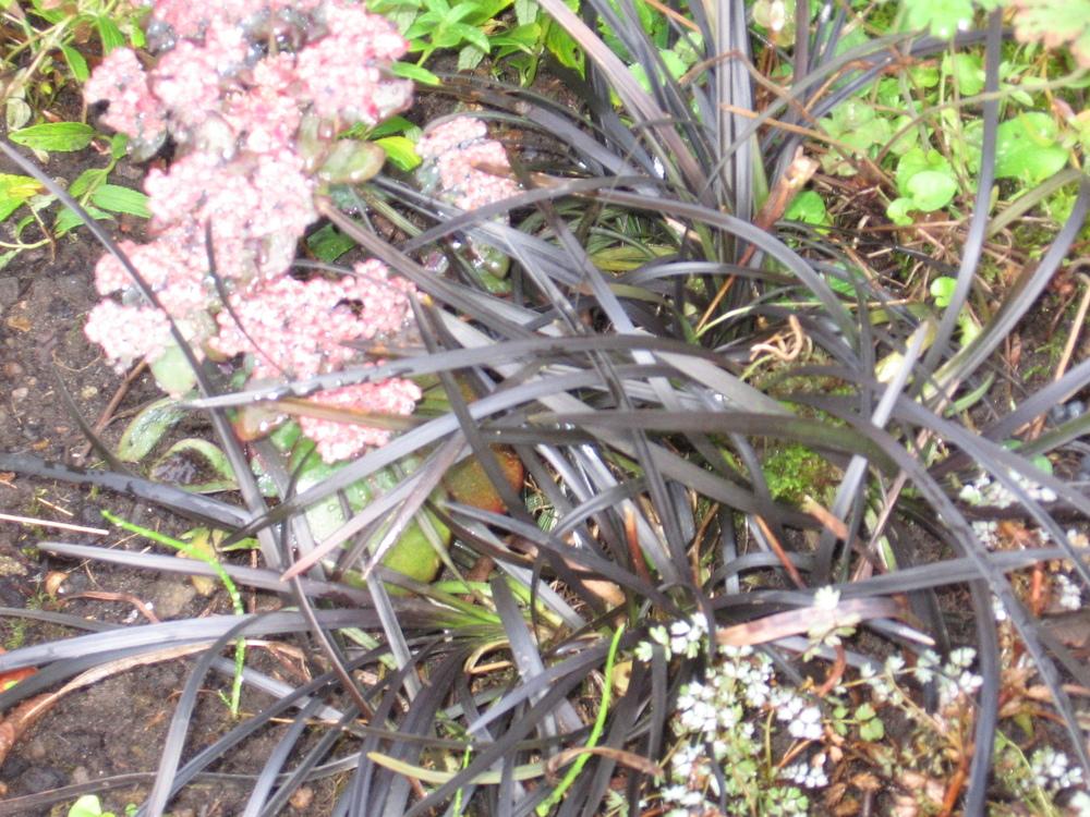 Photo of Black Mondo Grass (Ophiopogon planiscapus 'Kokuryu') uploaded by GreenfingersNew