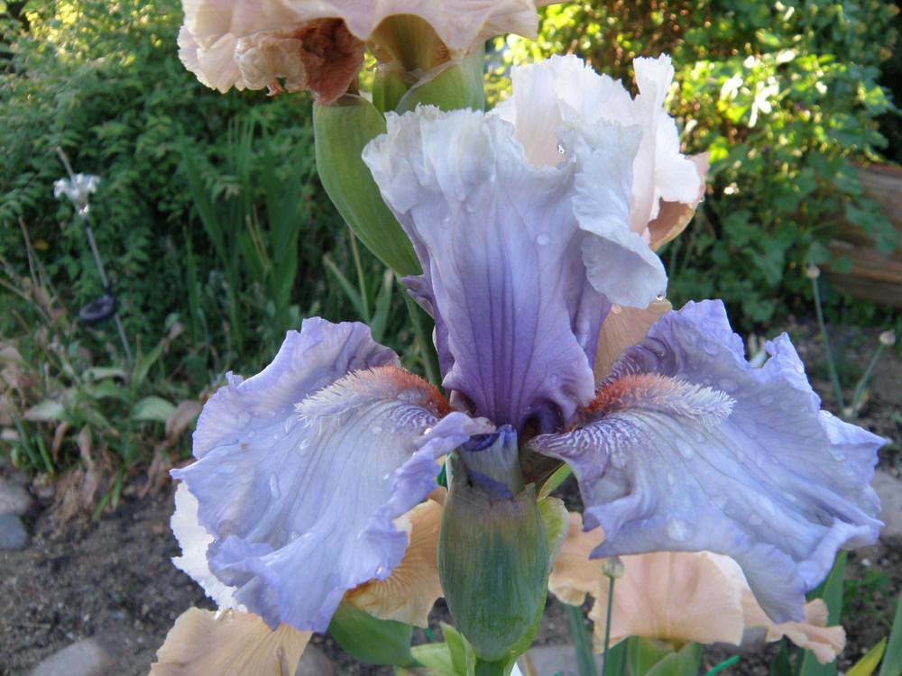 Photo of Tall Bearded Iris (Iris 'Buvard') uploaded by IrisLilli
