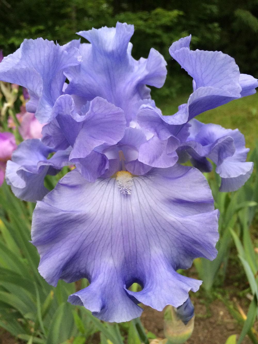 Photo of Tall Bearded Iris (Iris 'Dodger Blue') uploaded by Lbsmitty